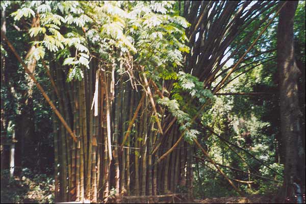 Republika Gwinea - Kpa bambusa