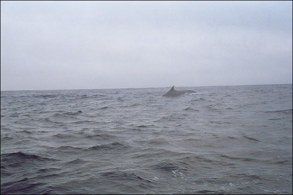 Wieloryb na drodze